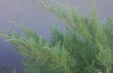 sea green juniper