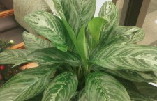 Chinese evergreen