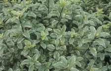 ‘Marjorie Channon’ pittosporum