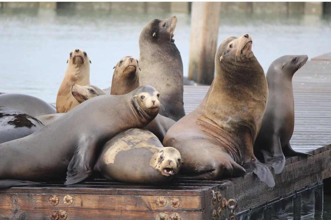 Celebrating 30 Years Of Sea Lions At Pier 39 San Francisco News